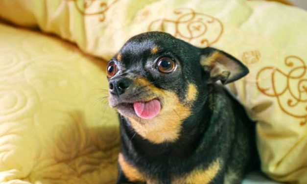 The Language of a Wagging Tail: What It Means When a Dog Wags Left or Right