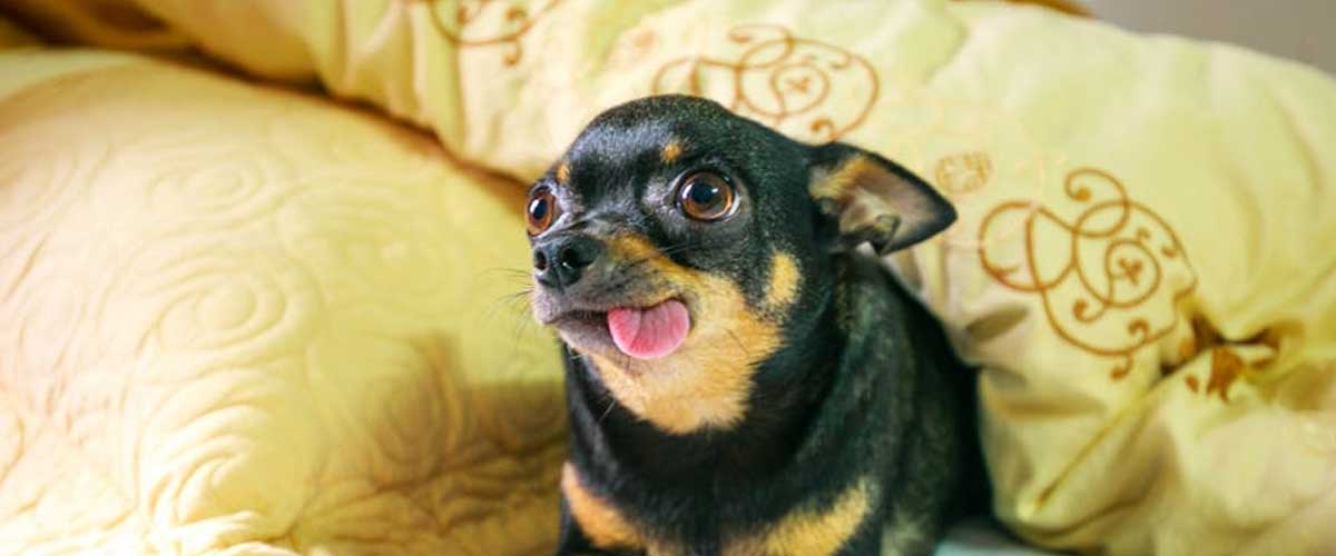 The Language of a Wagging Tail: What It Means When a Dog Wags Left or Right