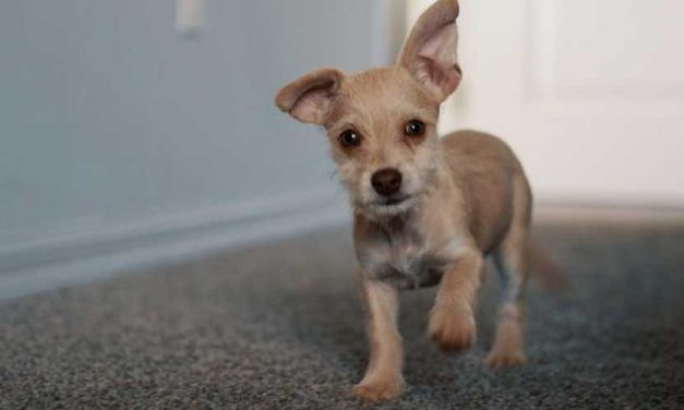 Foolproof Ways to Test a Puppy’s Temperament