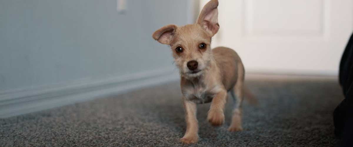 Foolproof Ways to Test a Puppy’s Temperament