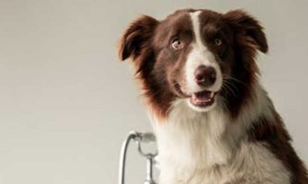 Does Territorialism Lead to Over Property Protection Behavior?