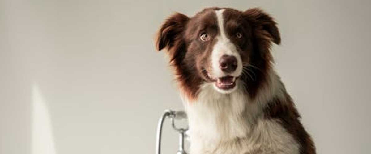 Does Territorialism Lead to Over Property Protection Behavior?