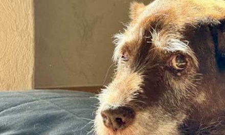 What Exactly Do Therapy Dogs Do?