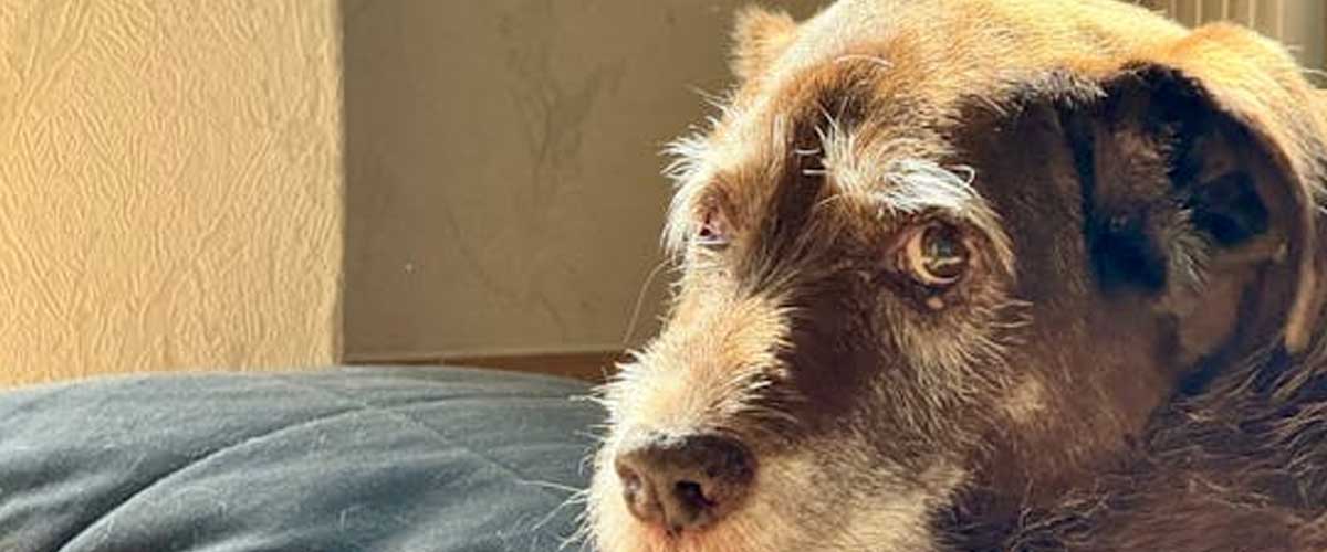 What Exactly Do Therapy Dogs Do?