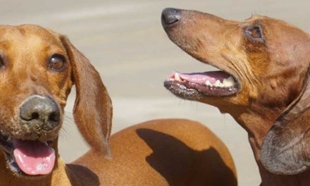 Understanding Torn Knee Ligaments in Dogs