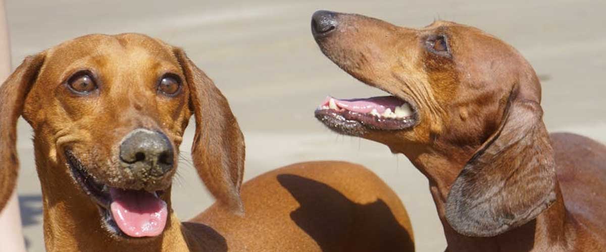 Understanding Torn Knee Ligaments in Dogs