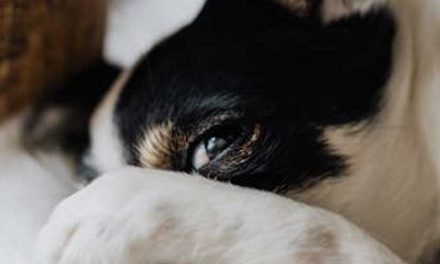 Should You Use Tough Love with Your Dog?