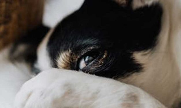 Should You Use Tough Love with Your Dog?