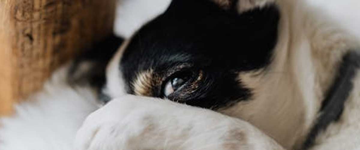 Should You Use Tough Love with Your Dog?