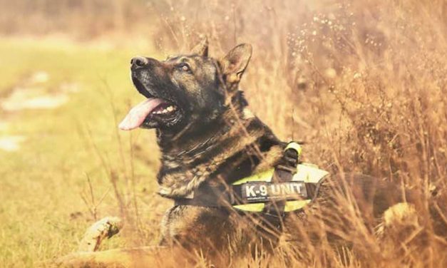 What Kind of Training is Needed to Achieve a Tracker Dog?