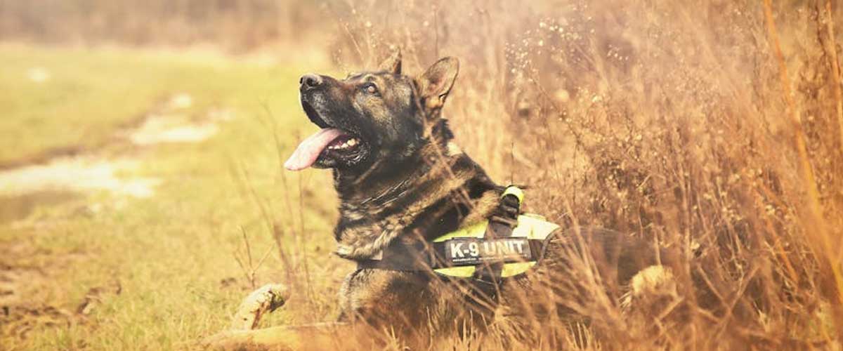 What Kind of Training is Needed to Achieve a Tracker Dog?