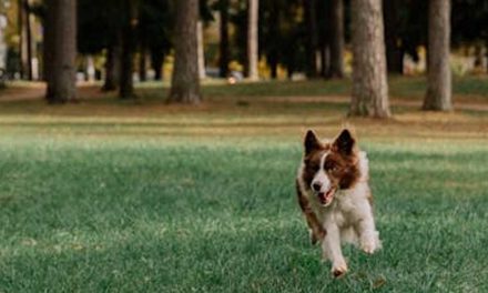 Guide to Training Your Dog for Flyball
