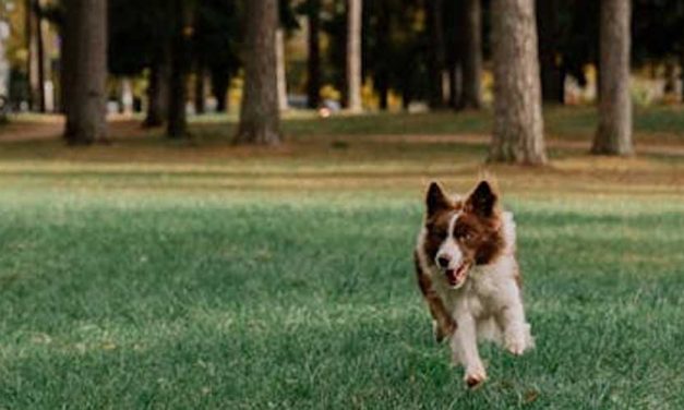 Guide to Training Your Dog for Flyball