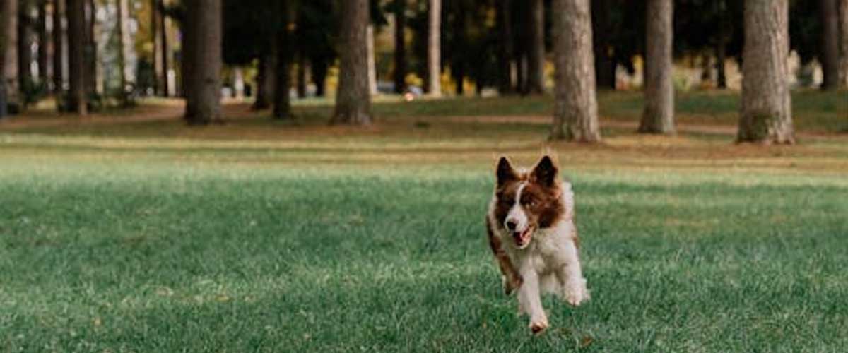 Guide to Training Your Dog for Flyball