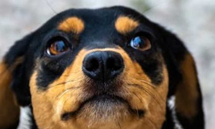 The Essential Role of Dogs in Truffle Hunting