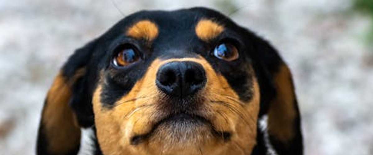 The Essential Role of Dogs in Truffle Hunting