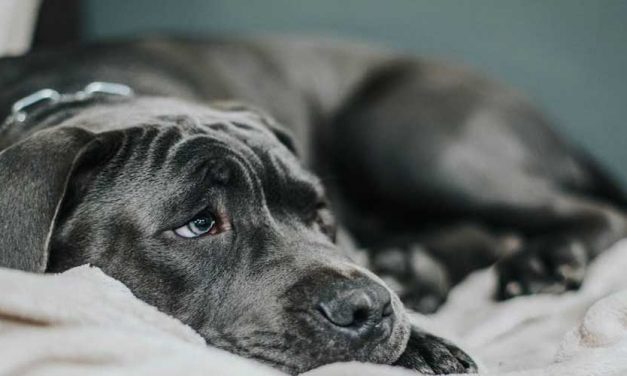 What to Do Instead If You Are Unable to Walk Your Dog