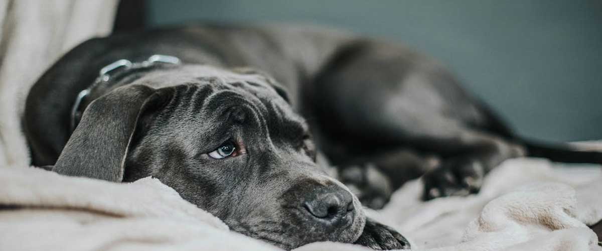 What to Do Instead If You Are Unable to Walk Your Dog