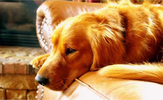 unable to walk your dog, what can you do instead