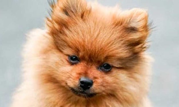 Breaks On: What to Do If Your Dog Is Reluctant to Walk