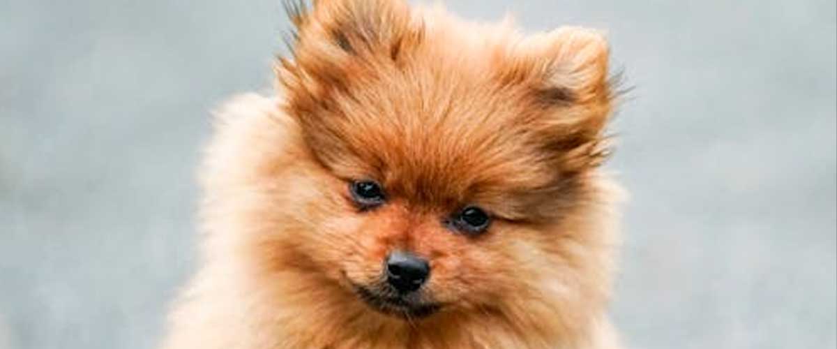 Breaks On: What to Do If Your Dog Is Reluctant to Walk