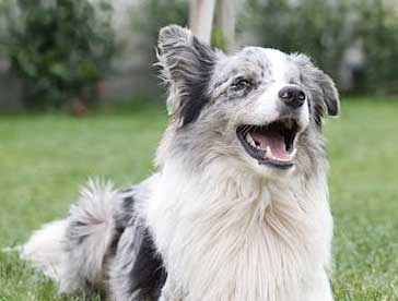 the benefits of a vegan dog diet