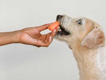 i highly recommend a vegan diet for your dog