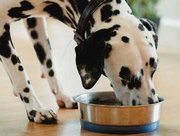 dogs on a vegan diet are much more healthier
