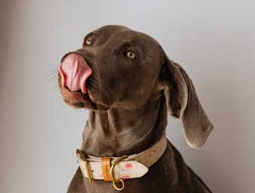 vegan dog diet improves fur and more