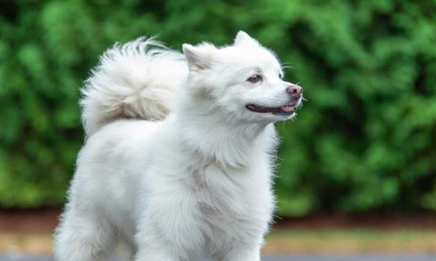 Benefits of Feeding Your Dog a Vegan Diet