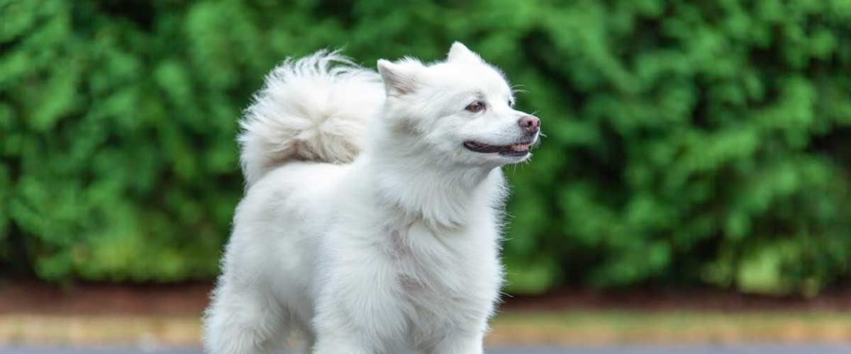 Benefits of Feeding Your Dog a Vegan Diet