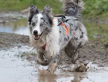 dog drying mitts are fast and effective for cleaning your dog