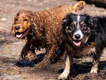 drying your dog with a towel is challenging compared to dog drying mitts