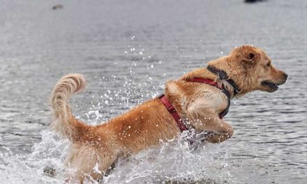 The Benefits of Using Drying Mitts With Your Dog