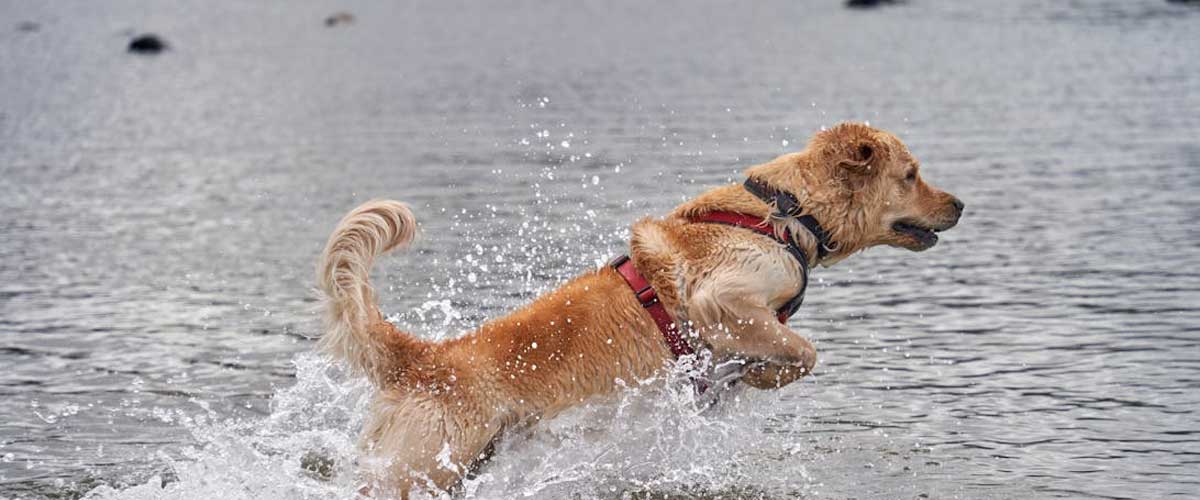 The Benefits of Using Drying Mitts With Your Dog